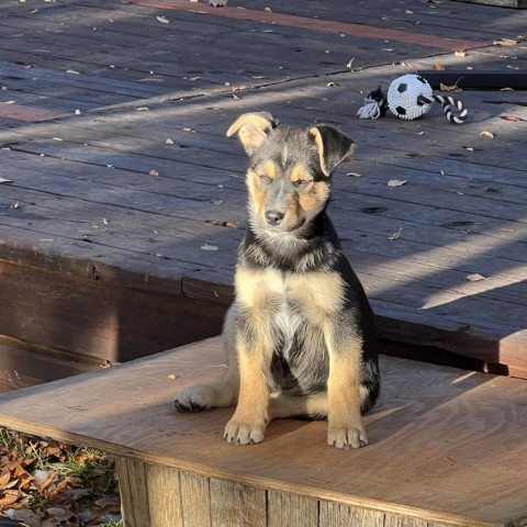 Penguin, an adoptable Mixed Breed in Hailey, ID, 83333 | Photo Image 5