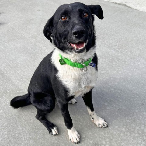 Sweets, an adoptable Mixed Breed in Hailey, ID, 83333 | Photo Image 1