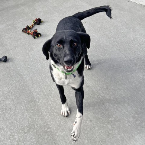 Sweets, an adoptable Mixed Breed in Hailey, ID, 83333 | Photo Image 2