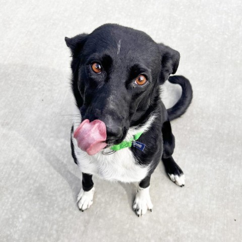 Sweets, an adoptable Mixed Breed in Hailey, ID, 83333 | Photo Image 3