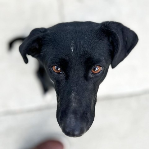 Sweets, an adoptable Mixed Breed in Hailey, ID, 83333 | Photo Image 4