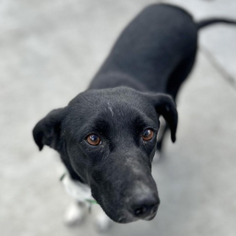 Sweets, an adoptable Mixed Breed in Hailey, ID, 83333 | Photo Image 5