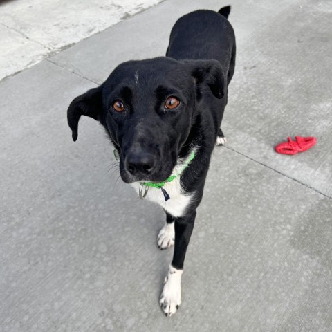 Sweets, an adoptable Mixed Breed in Hailey, ID, 83333 | Photo Image 6