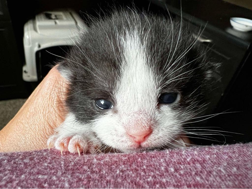 Sam, an adoptable Domestic Short Hair in Ontario, OR, 97914 | Photo Image 3