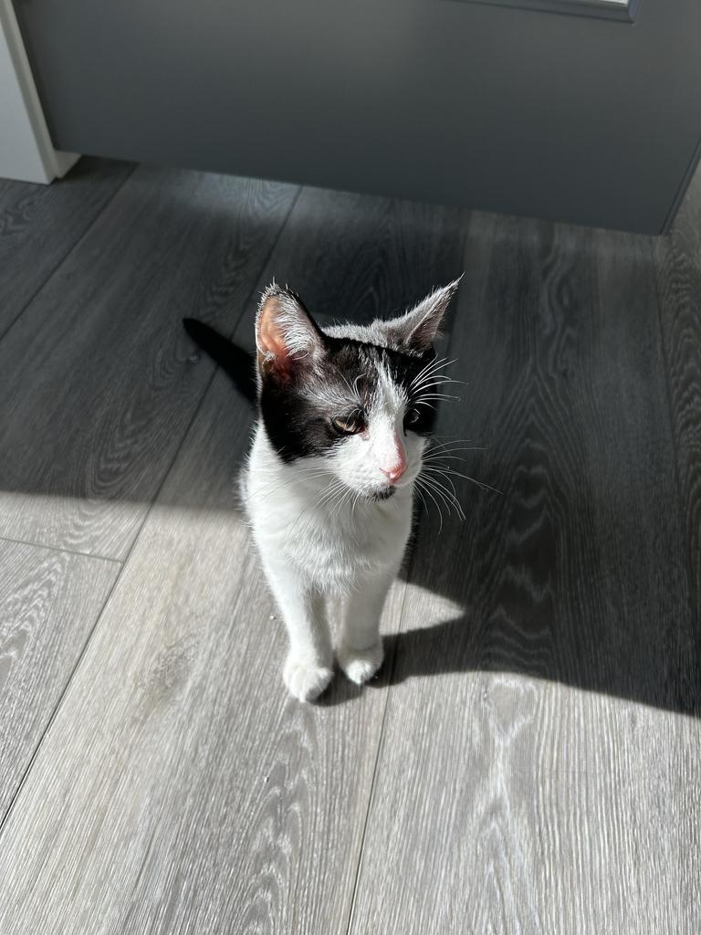 Sam, an adoptable Domestic Short Hair in Ontario, OR, 97914 | Photo Image 4