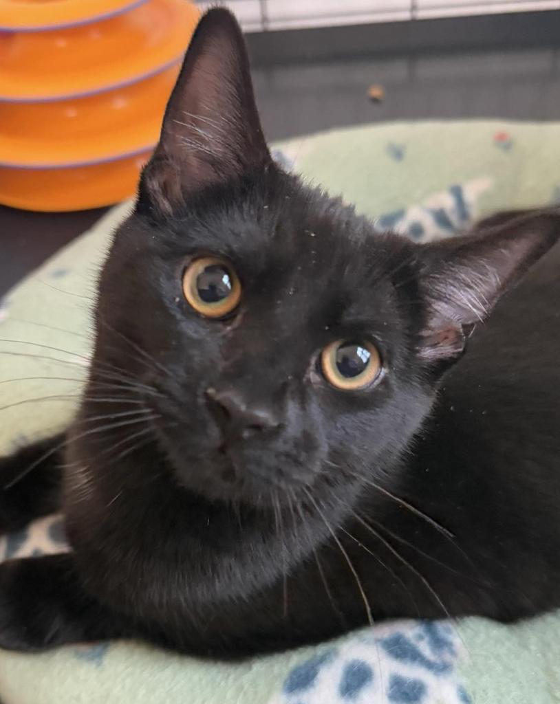 Celia, an adoptable Domestic Short Hair in Ontario, OR, 97914 | Photo Image 1
