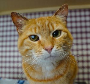 Maizy, Adult Female Domestic Short Hair