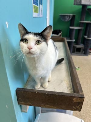Ori, Adult Female unknown