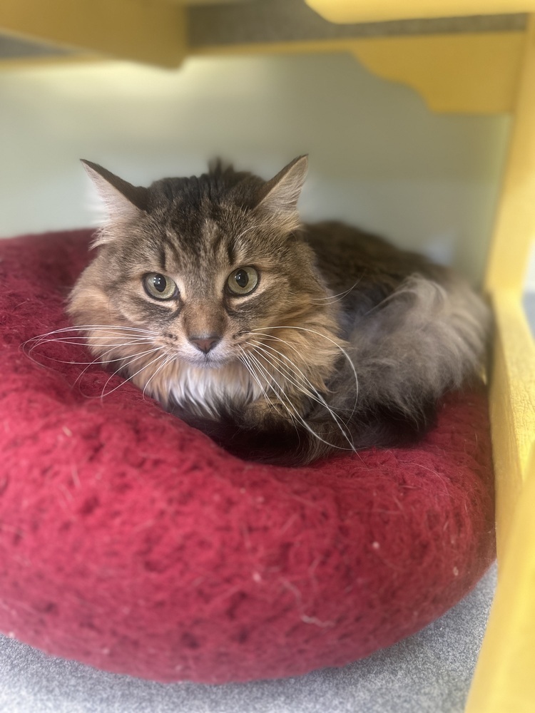 Flash, an adoptable Domestic Long Hair in Trenton, ME, 04605 | Photo Image 1