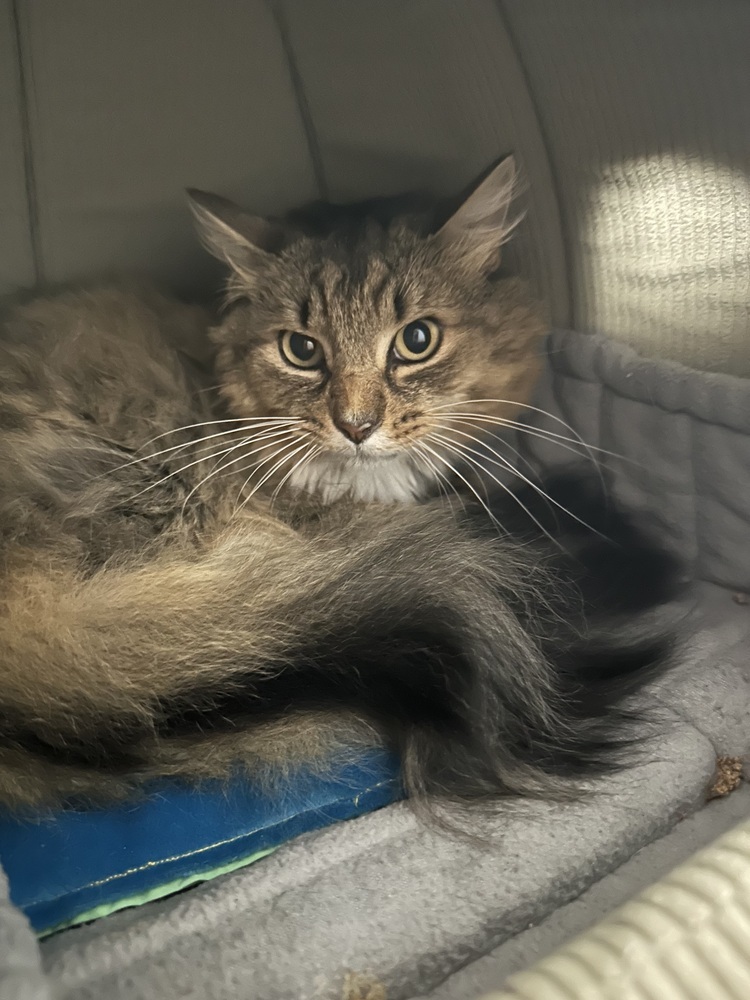 Flash, an adoptable Domestic Long Hair in Trenton, ME, 04605 | Photo Image 2