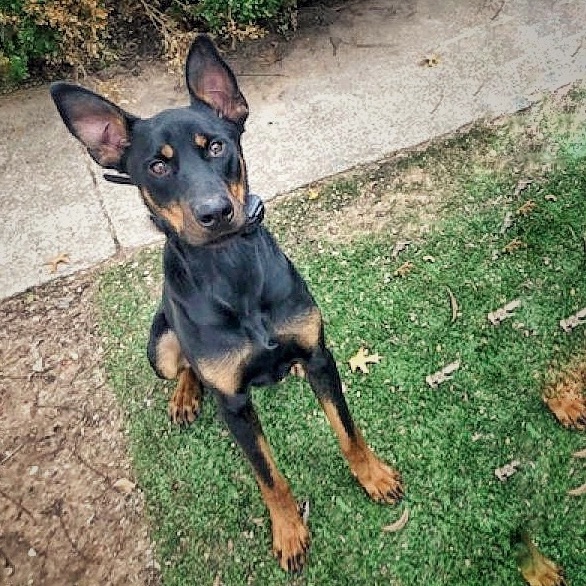 Dobby