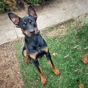 Dobby, Adult Male unknown