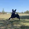 Buster photo 2