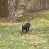 Buster photo 4