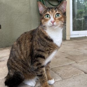 Clarice, Adult Female Domestic Short Hair