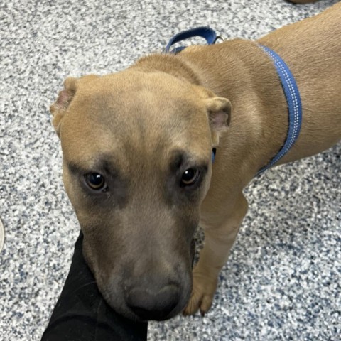 Bane, an adoptable Mixed Breed in Great Falls, MT, 59404 | Photo Image 1