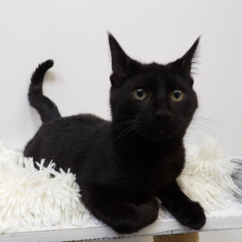 Bageera, an adoptable Domestic Short Hair in Great Falls, MT, 59404 | Photo Image 1