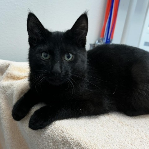 Bageera, an adoptable Domestic Short Hair in Great Falls, MT, 59404 | Photo Image 2