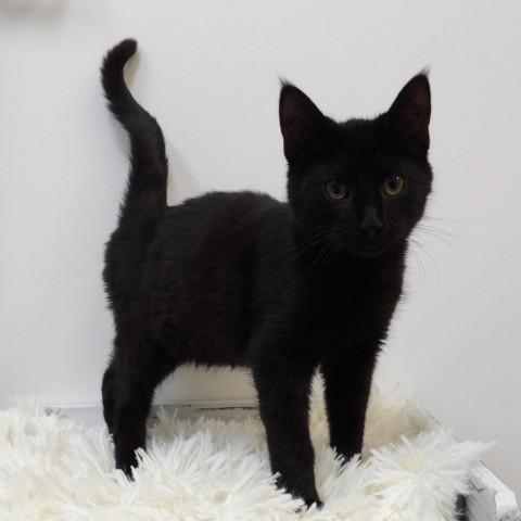 Bageera, an adoptable Domestic Short Hair in Great Falls, MT, 59404 | Photo Image 3