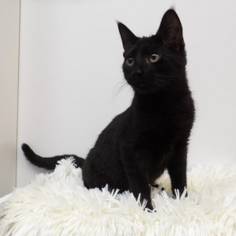 Bageera, an adoptable Domestic Short Hair in Great Falls, MT, 59404 | Photo Image 5