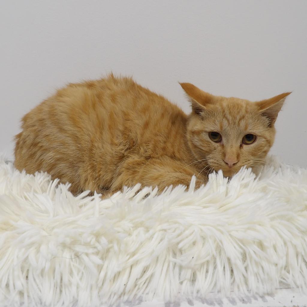 Mowgli, an adoptable Domestic Short Hair in Great Falls, MT, 59404 | Photo Image 1