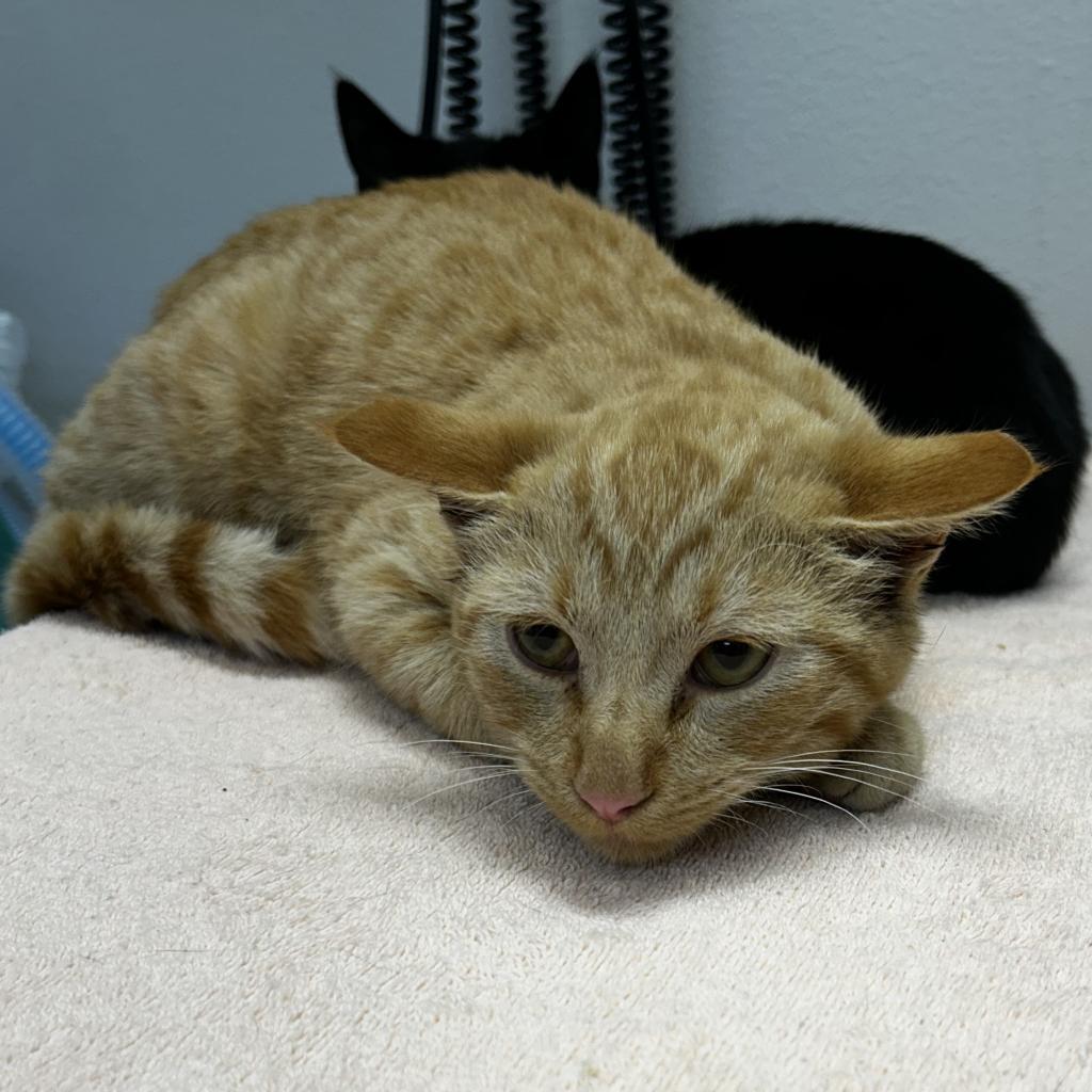 Mowgli, an adoptable Domestic Short Hair in Great Falls, MT, 59404 | Photo Image 3