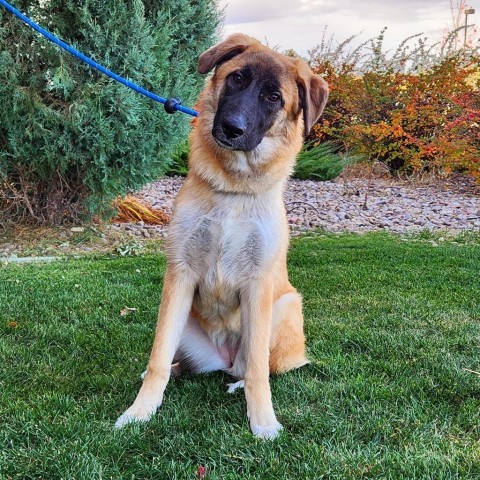 Pumpkin, an adoptable Mixed Breed in Great Falls, MT, 59404 | Photo Image 1