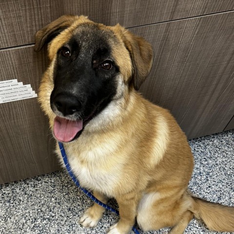 Pumpkin, an adoptable Mixed Breed in Great Falls, MT, 59404 | Photo Image 2