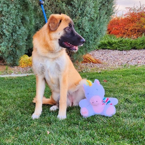 Pumpkin, an adoptable Mixed Breed in Great Falls, MT, 59404 | Photo Image 4