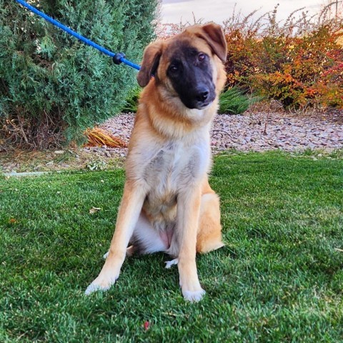 Pumpkin, an adoptable Mixed Breed in Great Falls, MT, 59404 | Photo Image 5