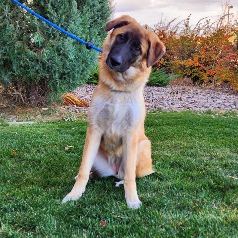 Pumpkin, an adoptable Mixed Breed in Great Falls, MT, 59404 | Photo Image 6