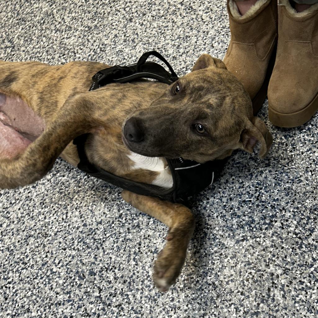 Brinley, an adoptable Mixed Breed in Great Falls, MT, 59404 | Photo Image 1