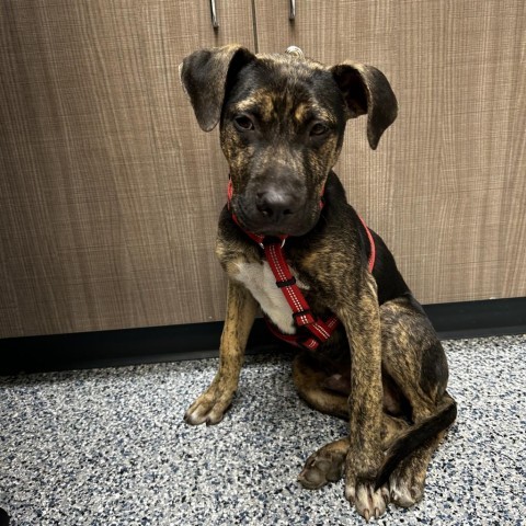 Bullet, an adoptable Mixed Breed in Great Falls, MT, 59404 | Photo Image 1