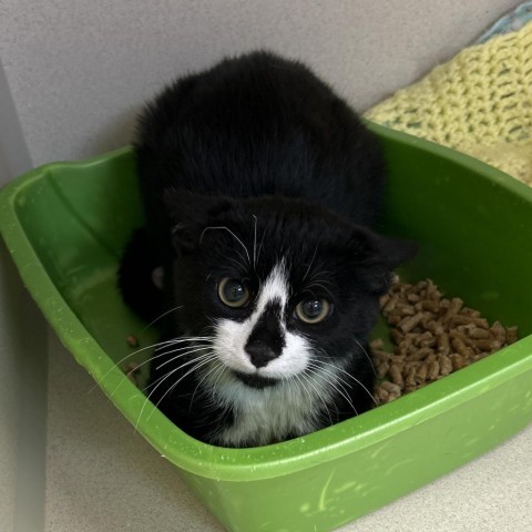 Smudge, an adoptable Domestic Short Hair in Great Falls, MT, 59404 | Photo Image 1