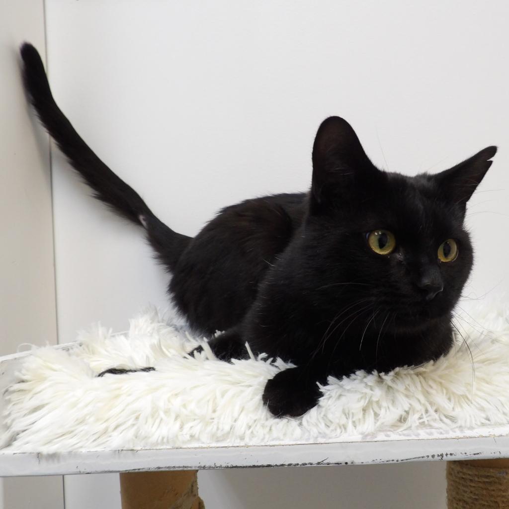 Boo, an adoptable Domestic Short Hair in Great Falls, MT, 59404 | Photo Image 1