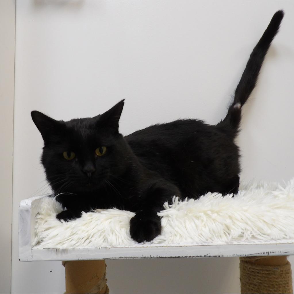 Boo, an adoptable Domestic Short Hair in Great Falls, MT, 59404 | Photo Image 2