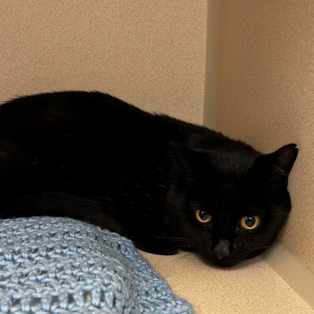 Boo, an adoptable Domestic Short Hair in Great Falls, MT, 59404 | Photo Image 3