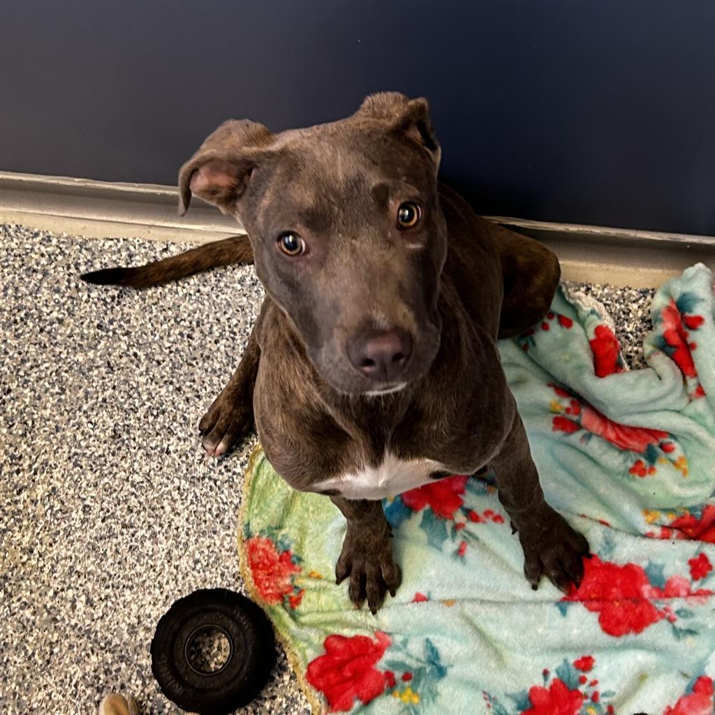 Blu, an adoptable Mixed Breed in Great Falls, MT, 59404 | Photo Image 1