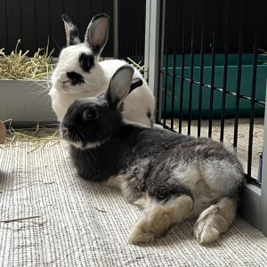 Remi and Smokey came to us in a bunny family of 5 when their owner was moving out of state
