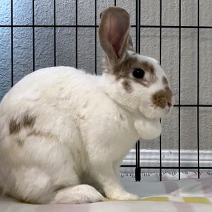 Waffles was surrendered to us recently by a kind rescuer who originally nursed her back to health a