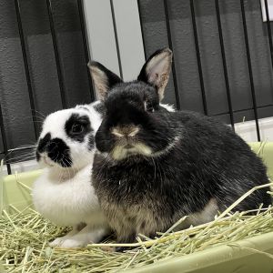 Dwarf fashion rabbits for adoption