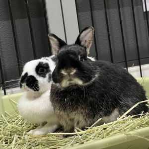 Mama Cow and Papa Coco Bean came to us in a bunny family of 5 when their owner was moving