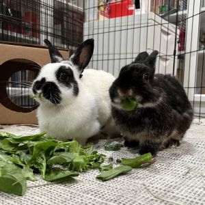 Mama Cow and Papa Coco Bean came to us in a bunny family of 5 when their owner was moving