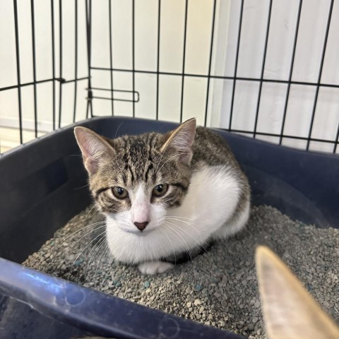 Patrick, an adoptable Domestic Short Hair in Rifle, CO, 81650 | Photo Image 1