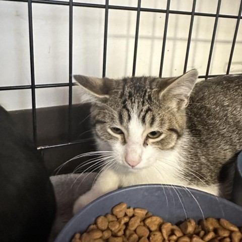 Mr. Krabs, an adoptable Domestic Short Hair in Rifle, CO, 81650 | Photo Image 1