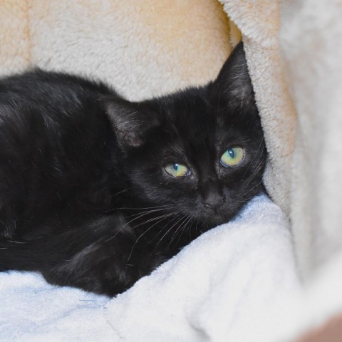 Yowie (24-3U-4), an adoptable Domestic Short Hair in Rifle, CO, 81650 | Photo Image 1