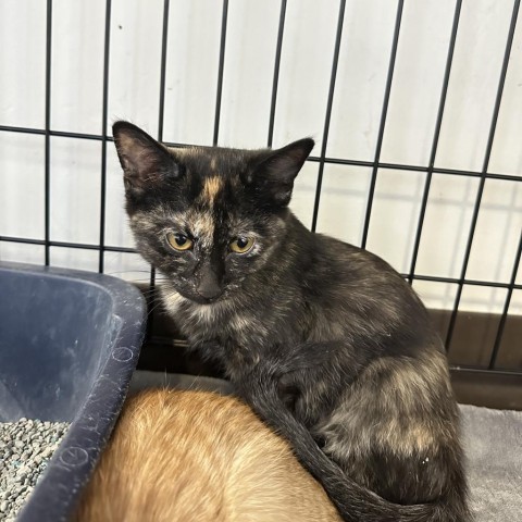 Sandy, an adoptable Domestic Short Hair in Rifle, CO, 81650 | Photo Image 1