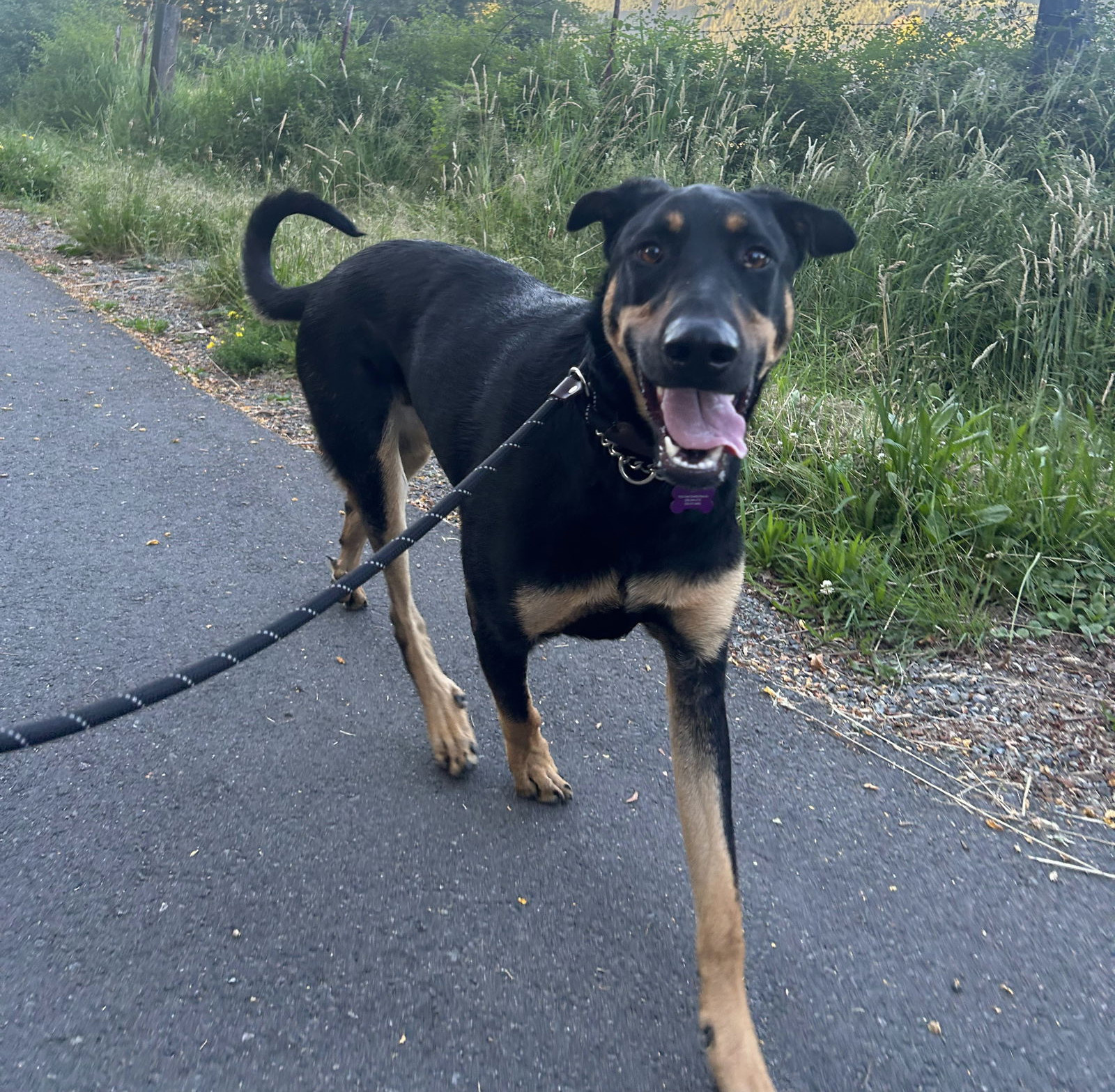 Henry, an adoptable Beauceron in Seattle, WA, 98165 | Photo Image 1