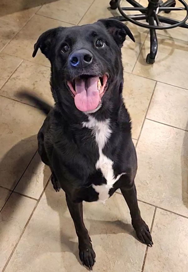 Buxton, an adoptable Labrador Retriever in Duluth, MN, 55802 | Photo Image 1