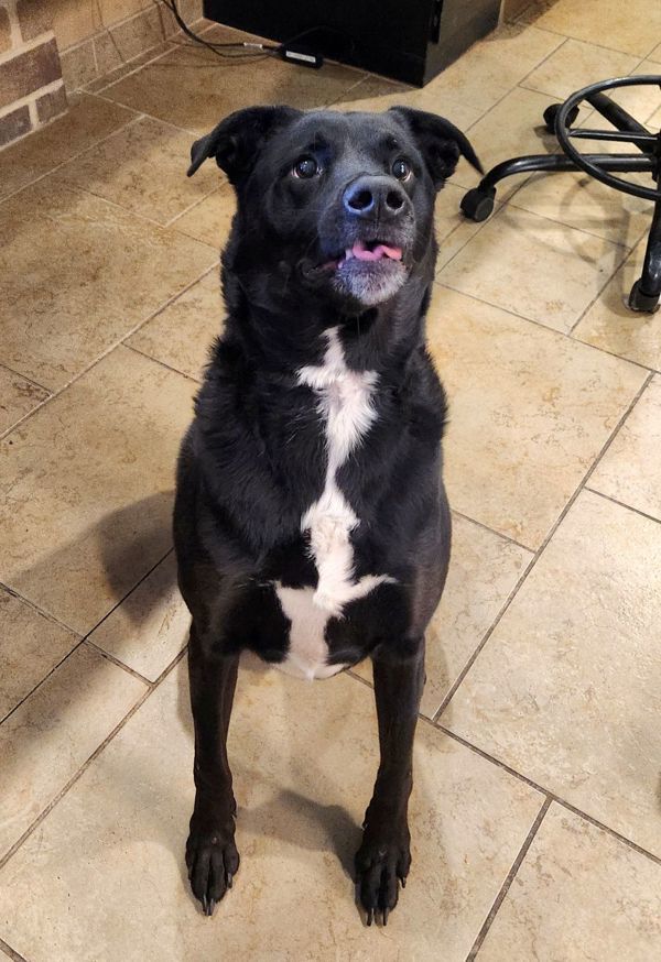 Buxton, an adoptable Labrador Retriever in Duluth, MN, 55802 | Photo Image 2